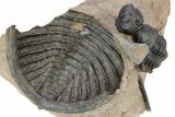 Metacanthina Trilobite With Reedops and Scabrella Tail #301720-7